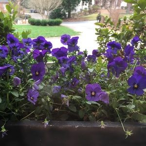 Meet your Posher, Liz