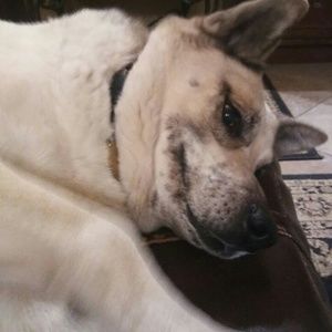 Meet your Posher, Alice