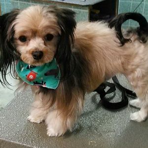 Meet your Posher, Deanna