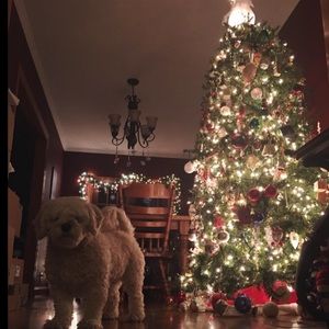 Meet your Posher, Kelly