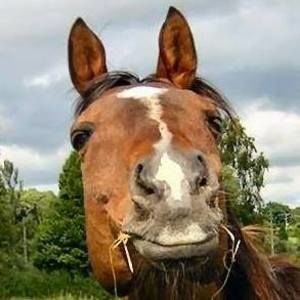 Meet your Posher, Audrey