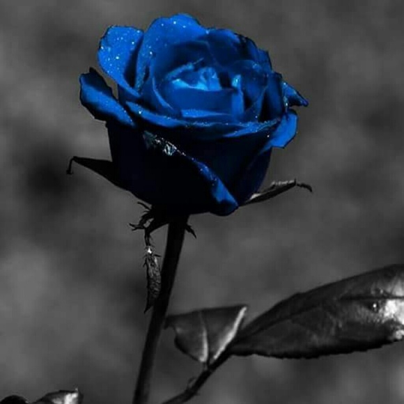 Meet your Posher, Lacena - Picture 1 of 1