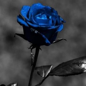 Meet your Posher, Lacena