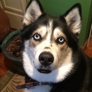 Meet your Posher, Maddie