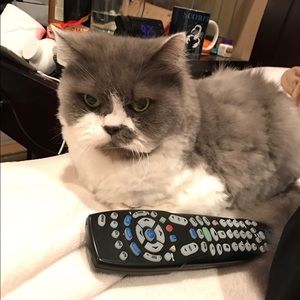 Meet your Posher, Kailin