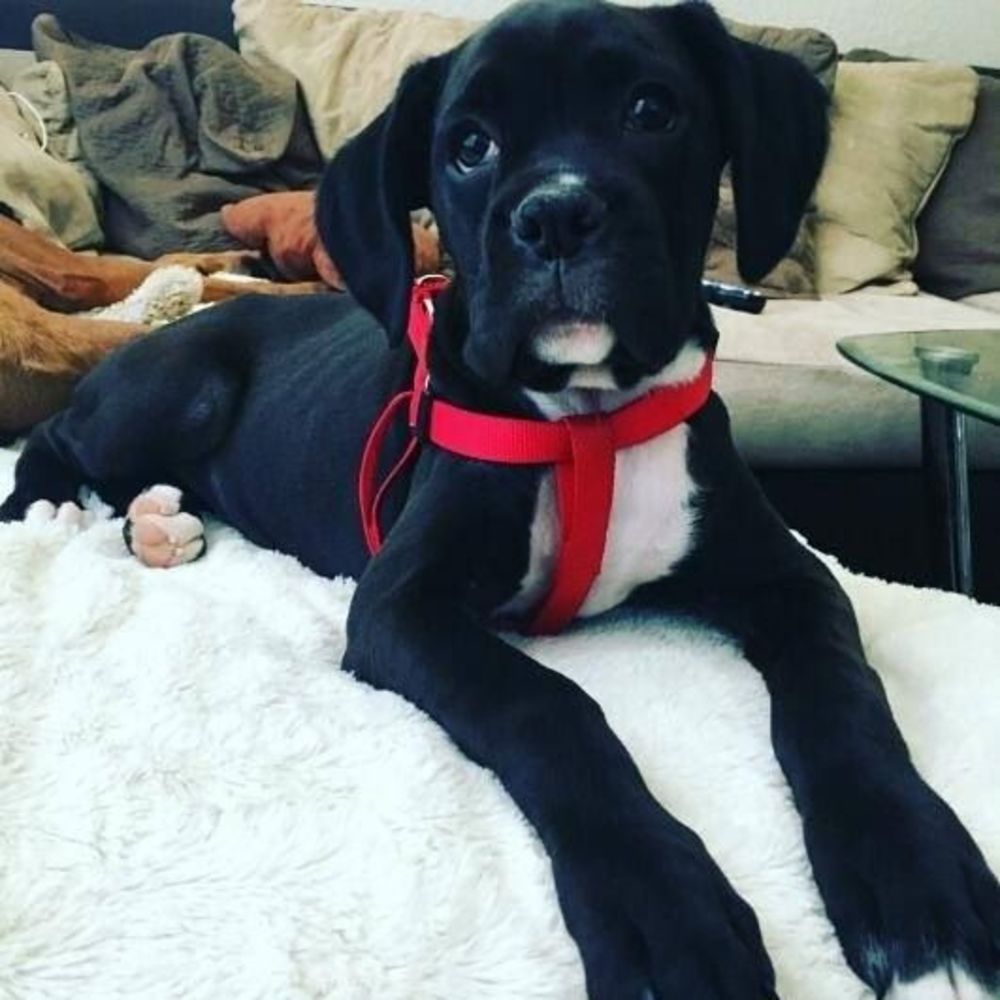 Meet your Posher, Sami