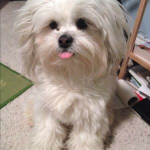 Meet your Posher, Shanna