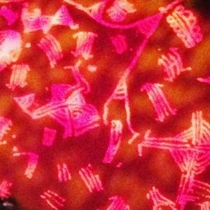 Meet your Posher, Ian