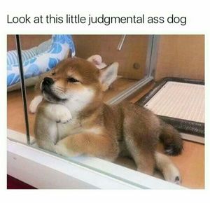 Meet your Posher, Lionel