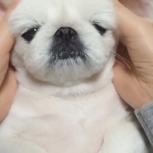 Meet your Posher, Martha