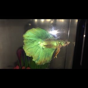 Meet your Posher, Shadaisa