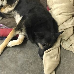 Meet your Posher, Albert