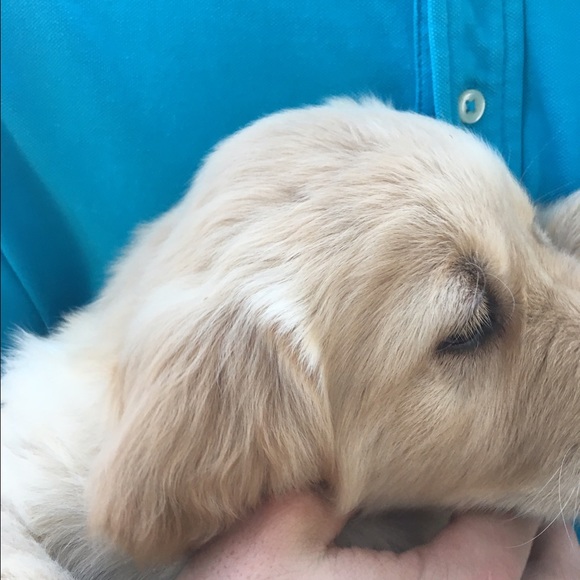 Meet your Posher, Iosif - Picture 1 of 1