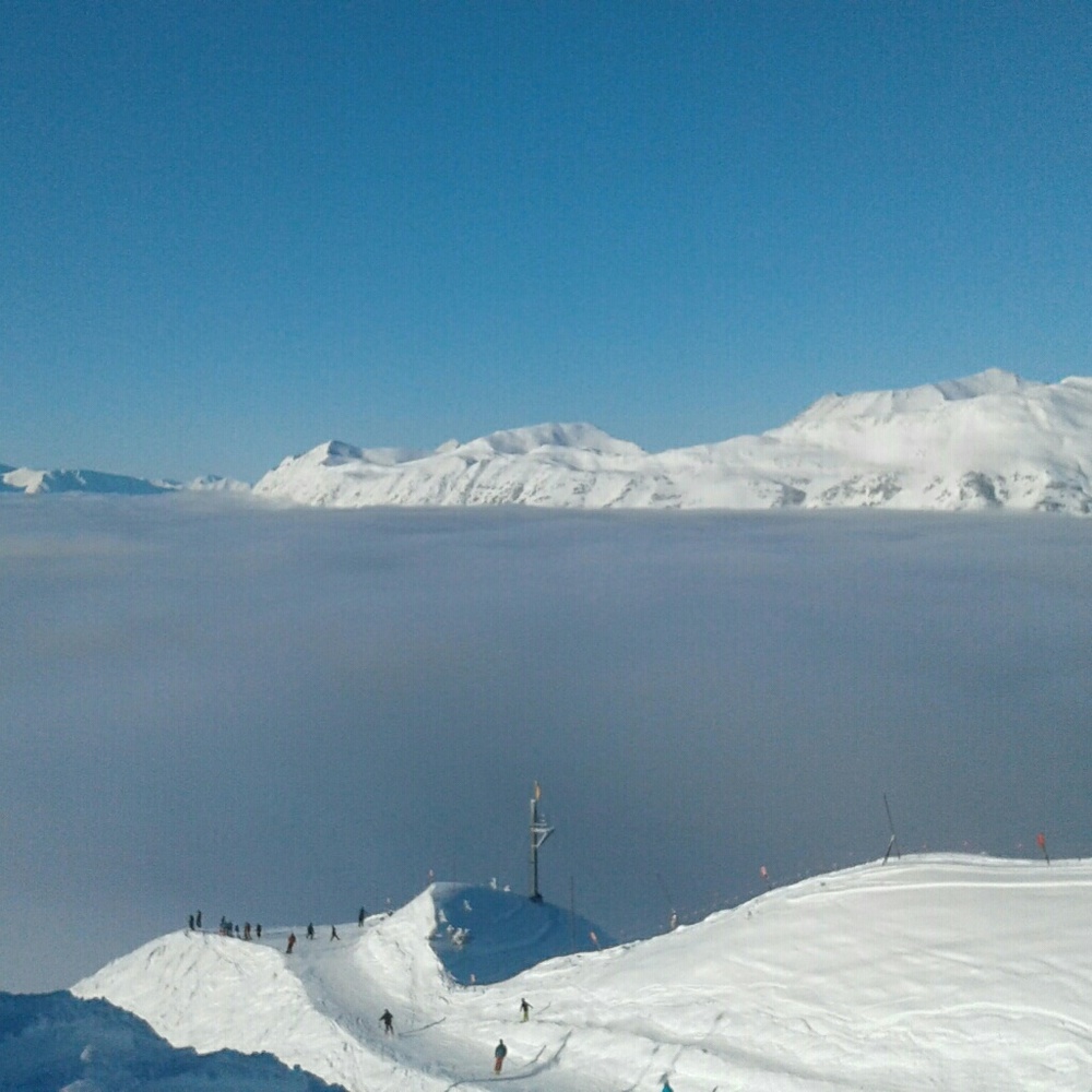 Meet your Posher, Sammy