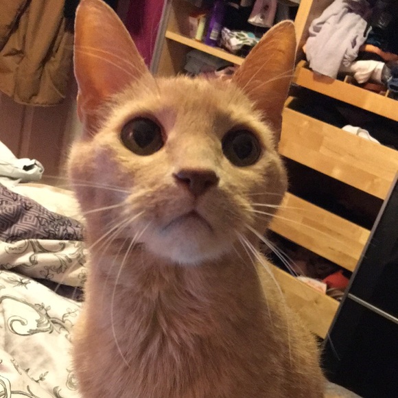 Meet your Posher, Kitty - Picture 1 of 1