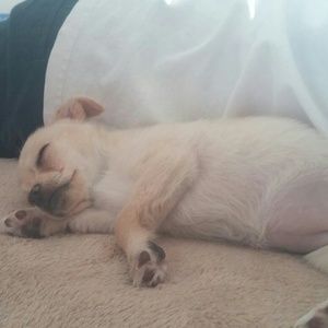 Meet your Posher, Darlene