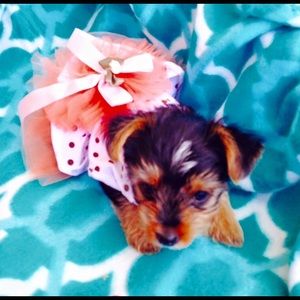 Meet your Posher, Anna