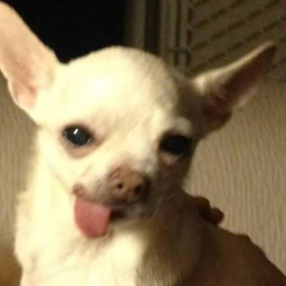 Meet your Posher, Addie