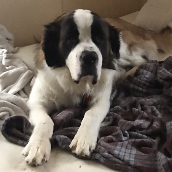 Meet your Posher, Pat - Picture 1 of 1