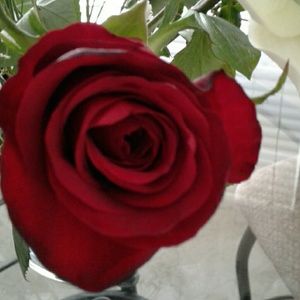 Meet your Posher, Damon