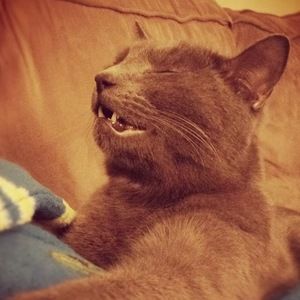 Meet your Posher, Eileen