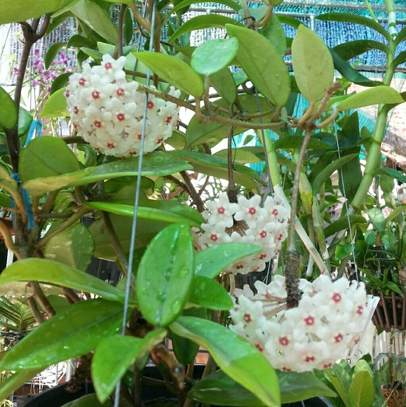 Meet your Posher, Thanh - Picture 1 of 1