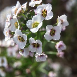 Meet your Posher, Riley