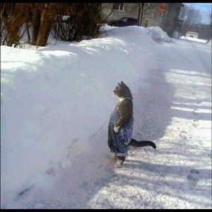 Meet your Posher, Devkn