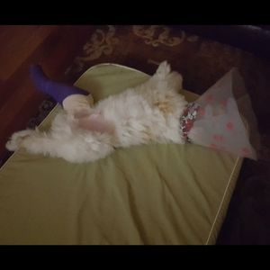 Meet your Posher, Dorothy