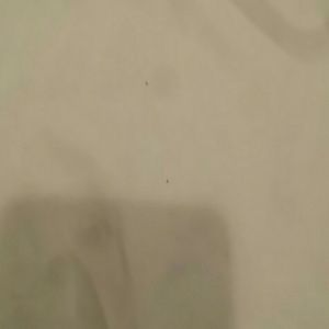 Meet your Posher, Sasha