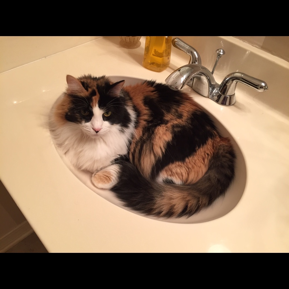 Meet your Posher, Lynn