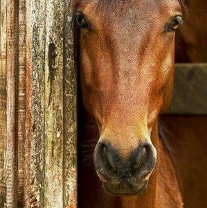 Meet your Posher, Debra
