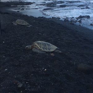 Meet your Posher, Zaruhi