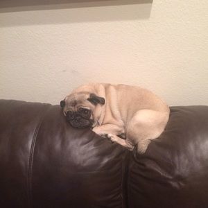 Meet your Posher, Devin