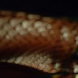 Meet your Posher, Trina