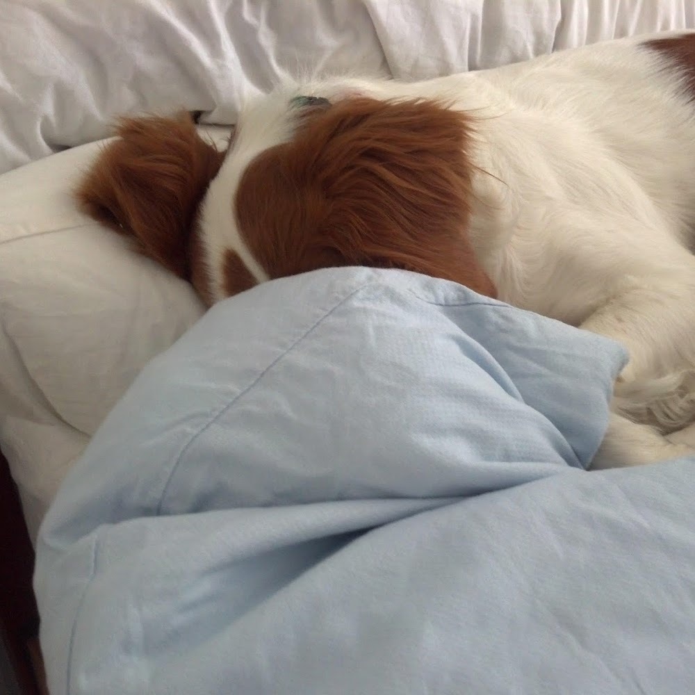 Meet your Posher, Joseph