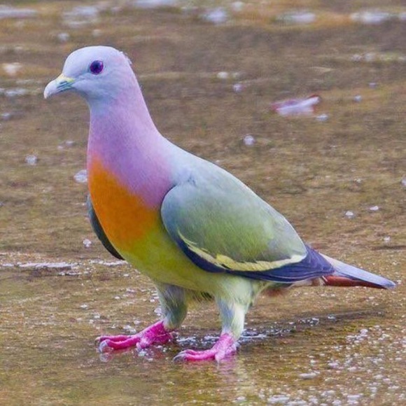 Meet your Posher, Joseph - Picture 1 of 1