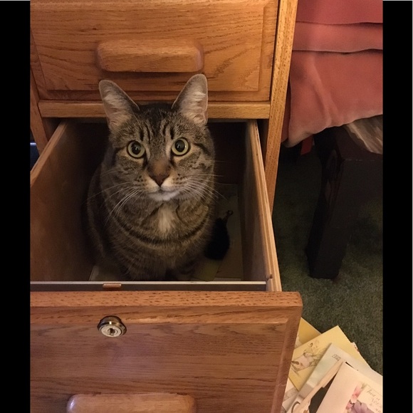 Meet your Posher, Donna - Picture 6 of 8