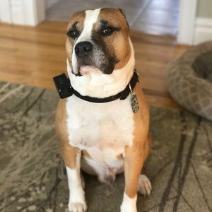 Meet your Posher, Dan