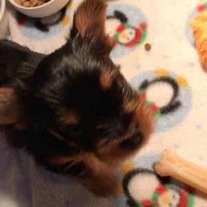 Meet your Posher, Patrick karen