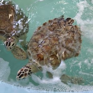 Meet your Posher, Kathryn