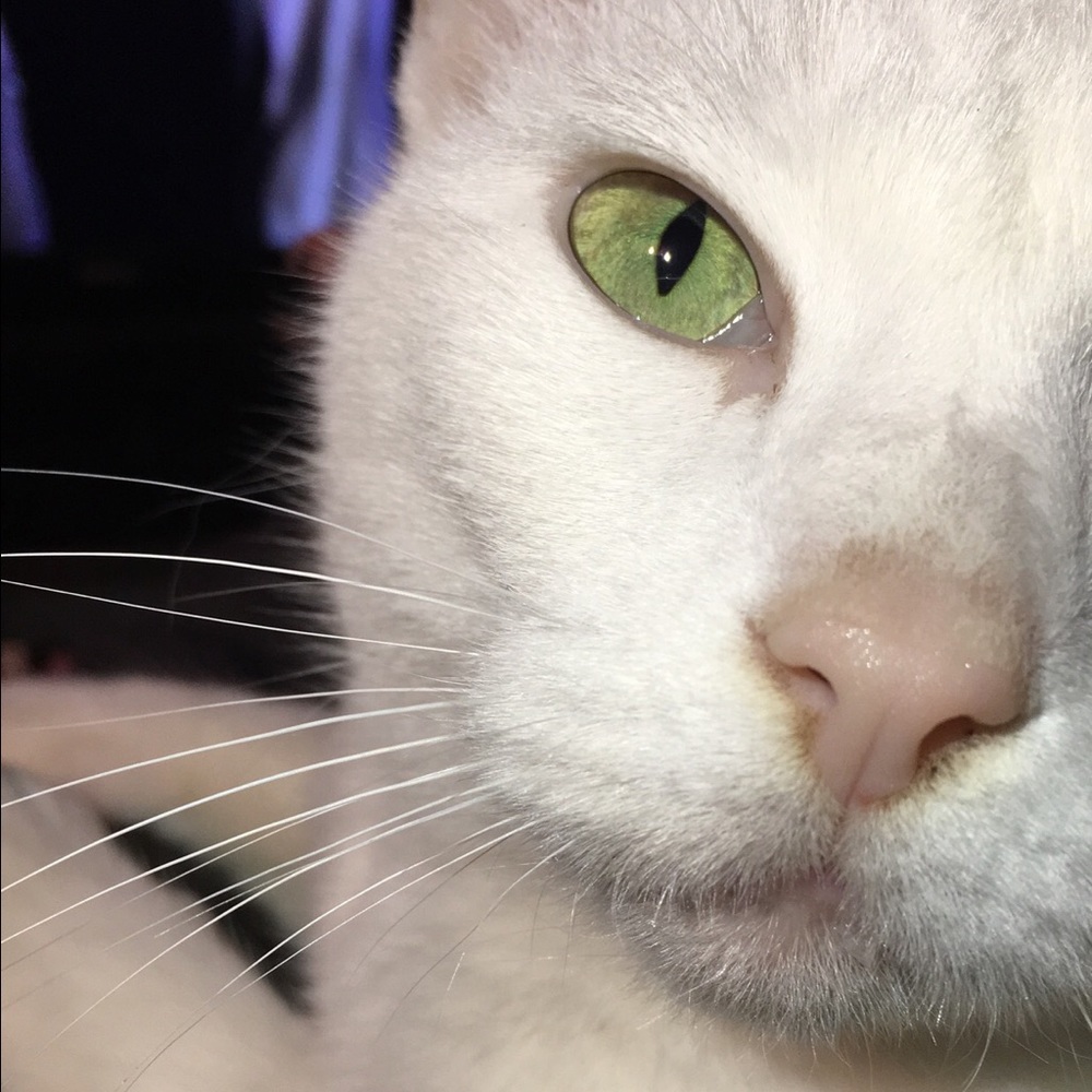 Meet your Posher, Jurnee