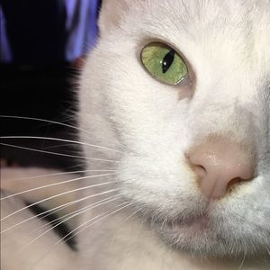 Meet your Posher, Jurnee