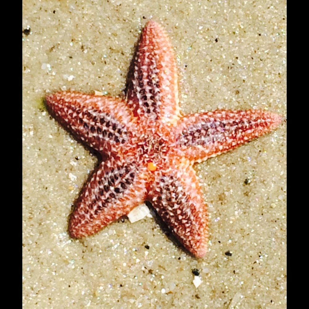 Meet your Posher, Marcy Top Rated 5⭐️