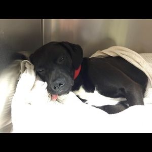 Meet your Posher, Zoe