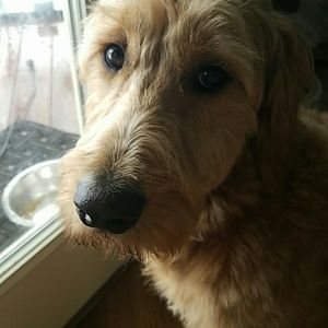 Meet your Posher, Mara