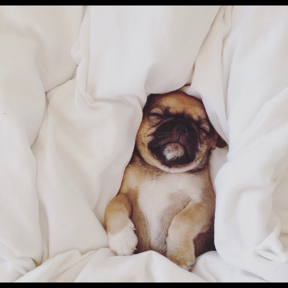 Meet your Posher, Janny