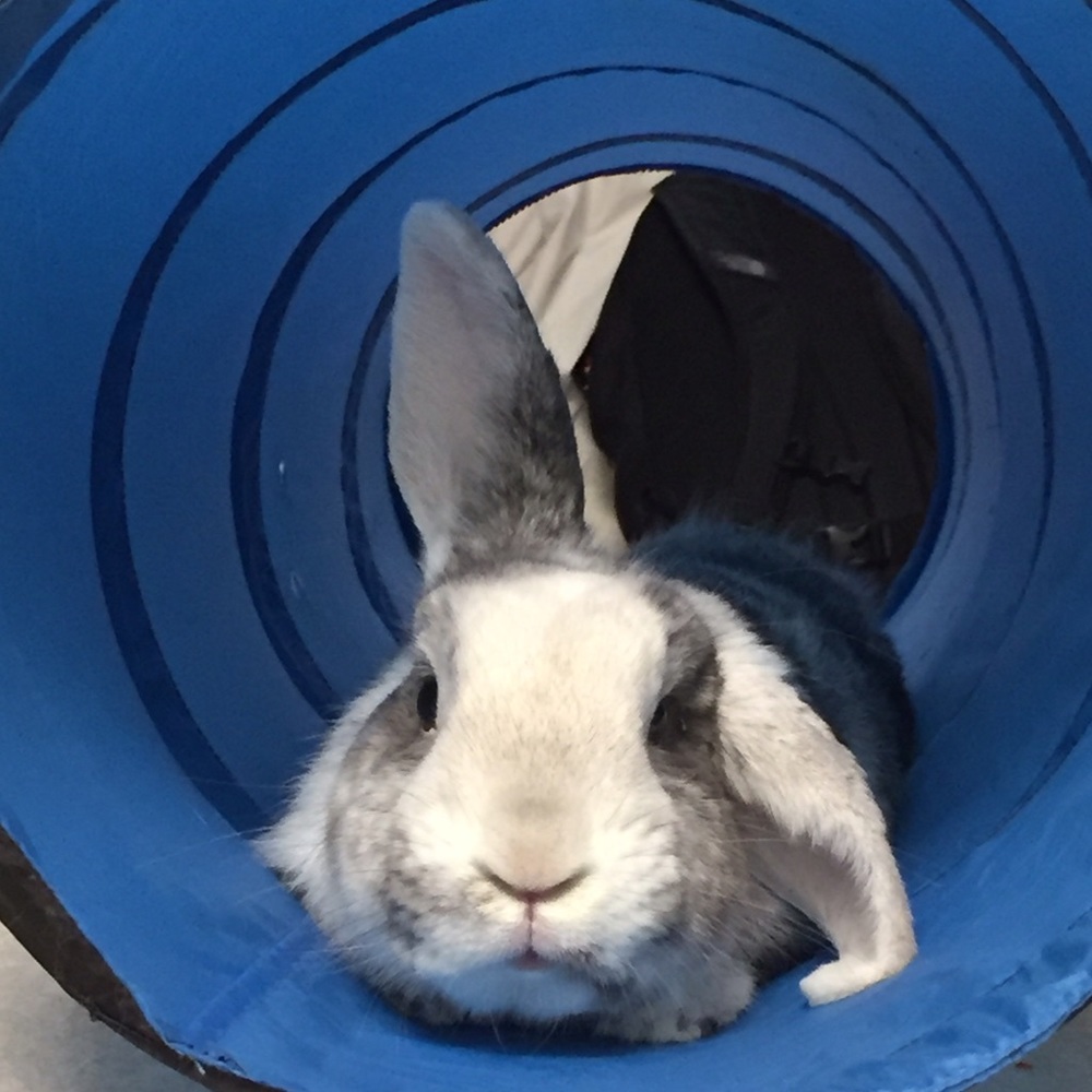 Meet your Posher, Caroline