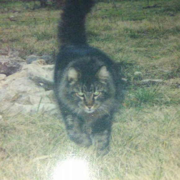 I love my fur babies! Animals Rule!! - Picture 3 of 8