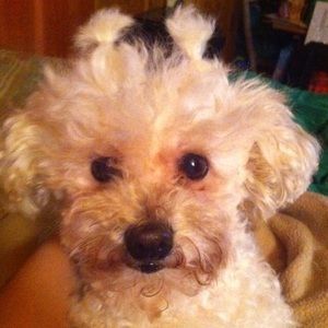 Meet your Posher, Bernadette